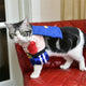 Halloween Christmas Cat Clothes
