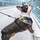 Pull Dog Harness Vest Reflective