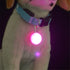 Pet Cat LED Glow Collar