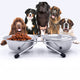 Stainless Steel Raised Dog Double Bowls