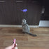LED Pointer light Pen Cat Toys