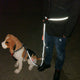 Dogs Leash Running Collar