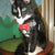 Elegant Cat Harness Vest with Leash Bowtie