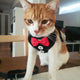 Elegant Cat Harness Vest with Leash Bowtie