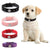 Rhinestones Crown Dog Collar