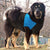 French Bulldog Winter Dog Clothes