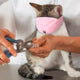 Anti Bite Cats Muzzle