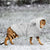 Chihuahua Yorkshire Cat Clothes