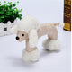 Dog Chew Toys for Small